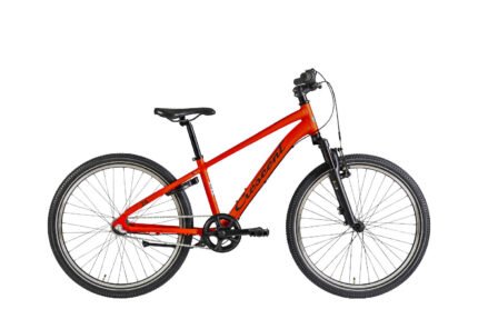 Torn 24"